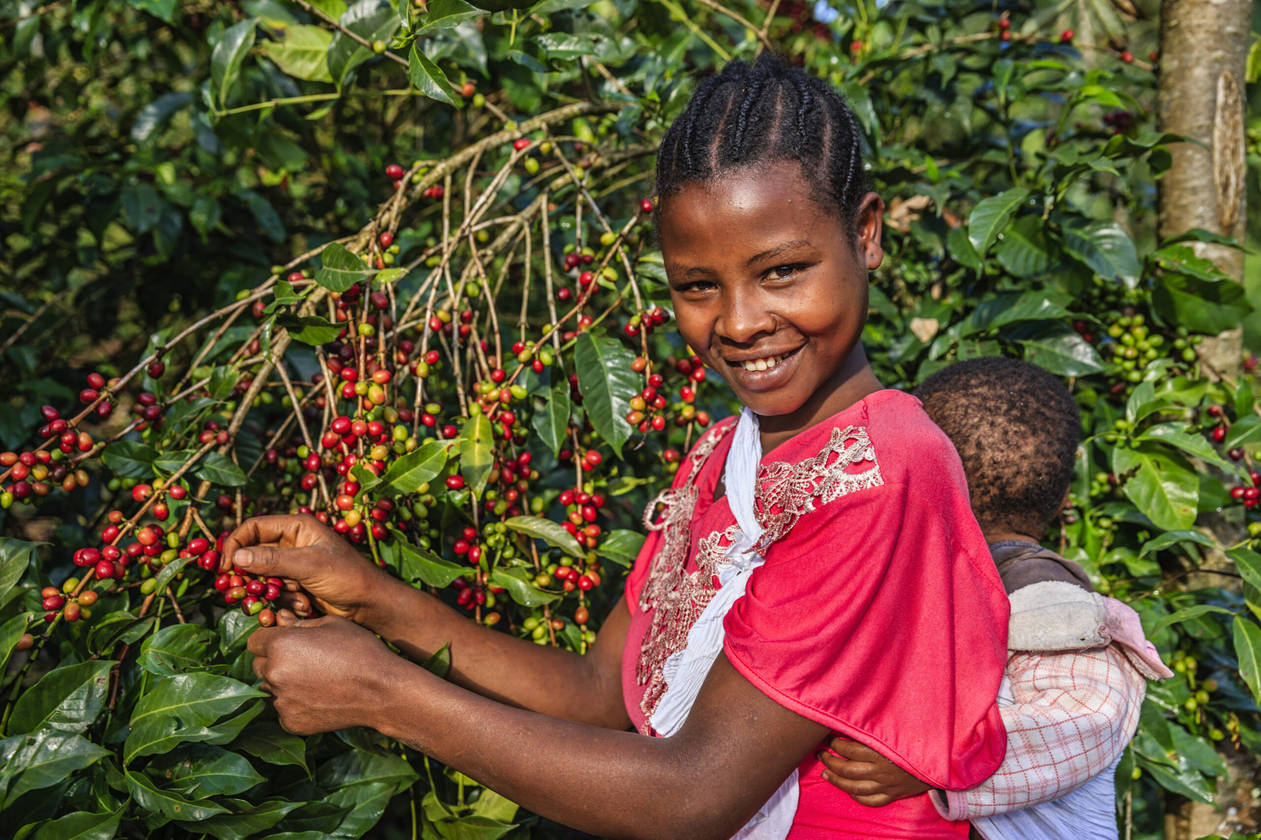 Young African mother collecting coffee berries from a coffee plant and carrying her little baby on back, Ethiopia, Africa. There are several species of Coffea - the coffee plant. The finest quality of Coffea being Arabica, which originated in the highlands of Ethiopia. Arabica represents almost 60% of the world’s coffee production..